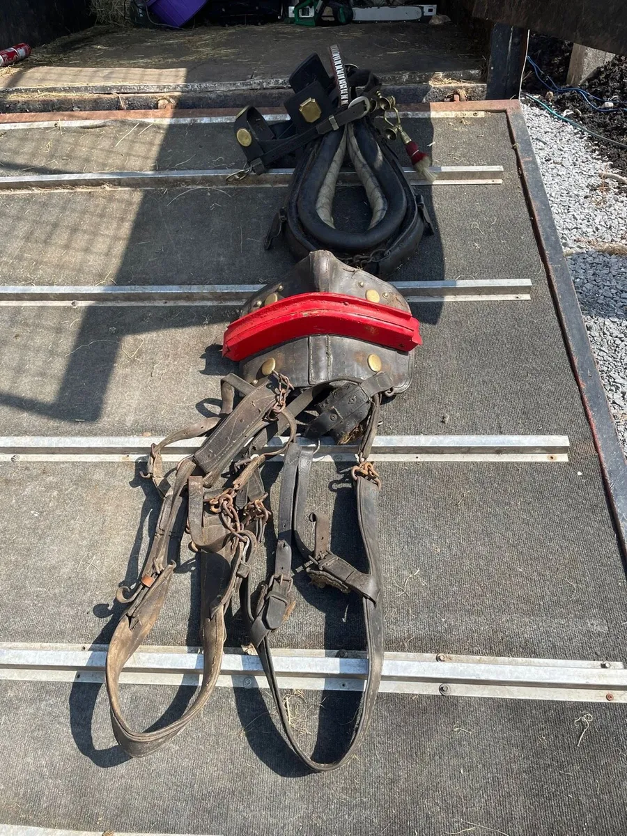 Horses and Donkey common harness for sale - Image 4