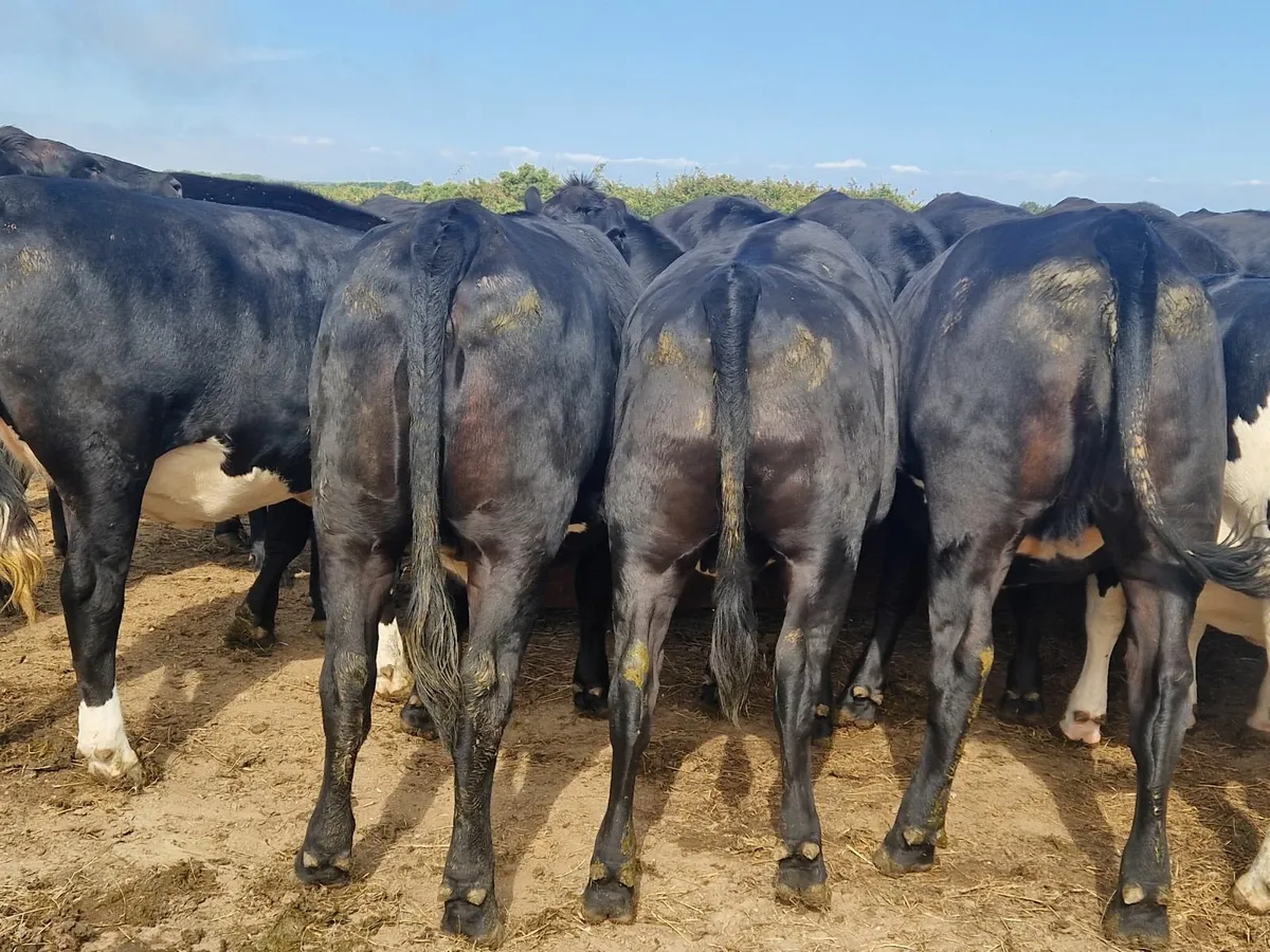 ABERDEEN ANGUS HEIFERS - Image 3
