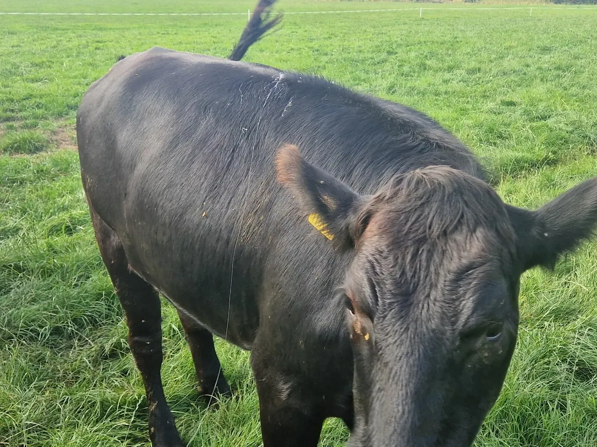 ABERDEEN ANGUS HEIFERS - Image 4