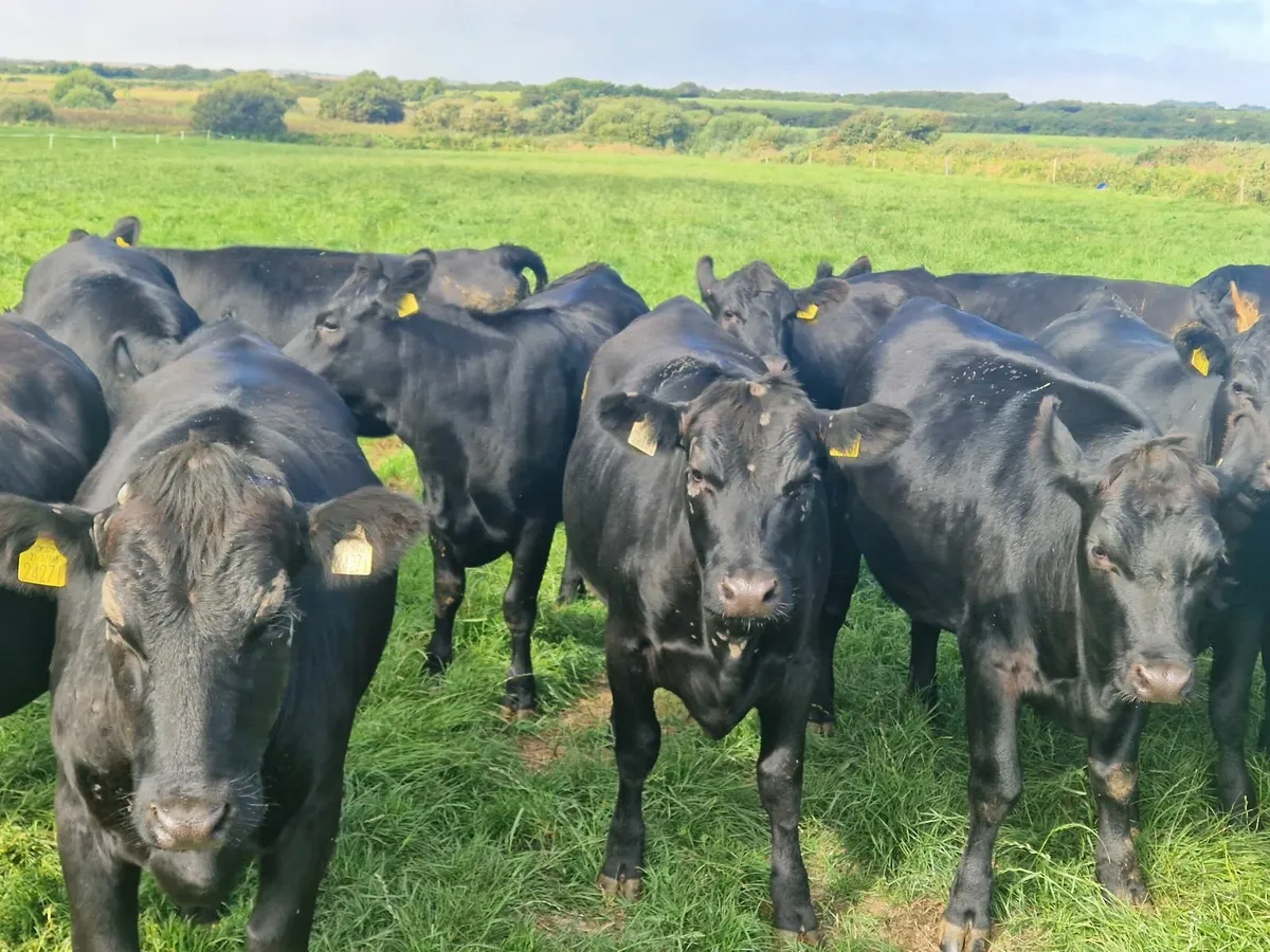 ABERDEEN ANGUS HEIFERS - Image 1
