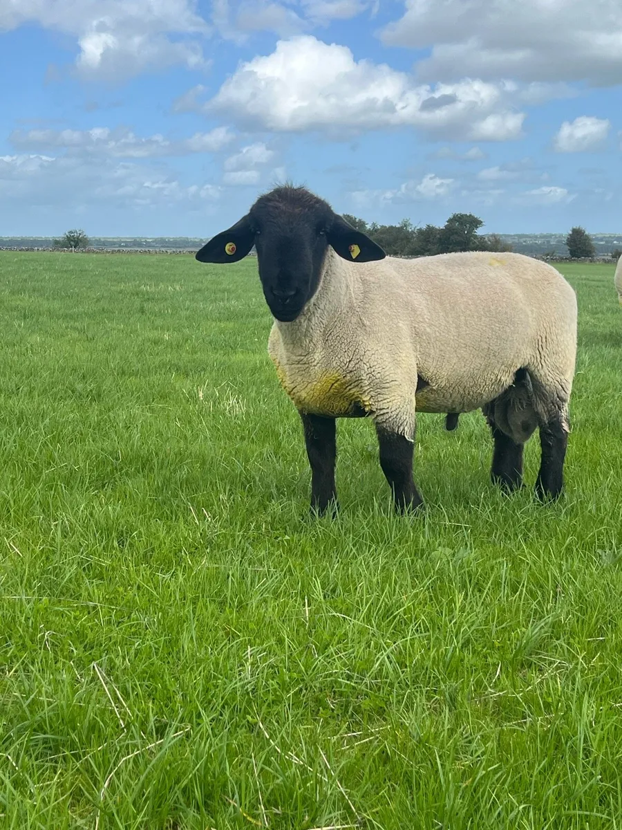 Suffolk Hogget Ram - Image 1