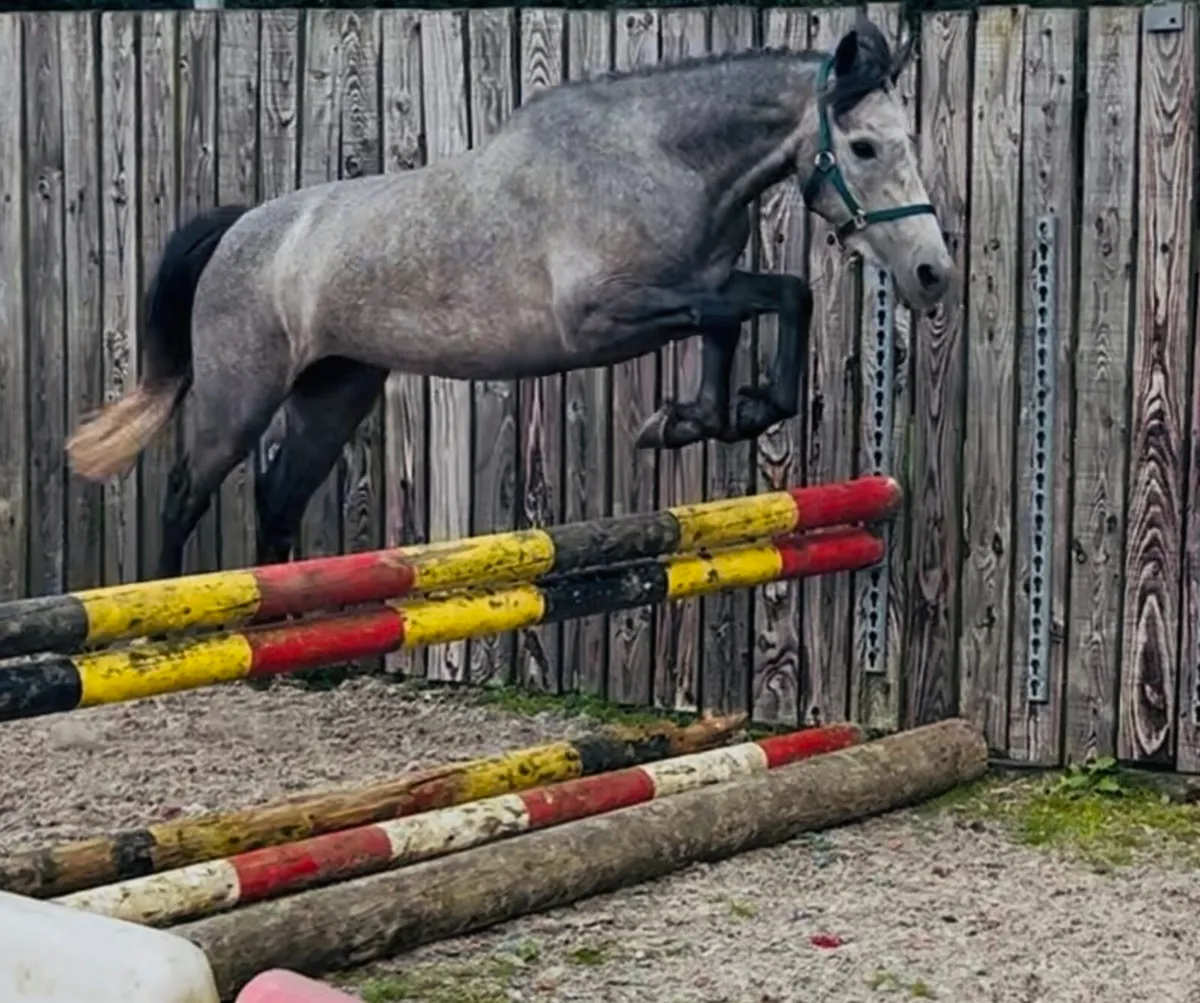 133cms filly - Image 1