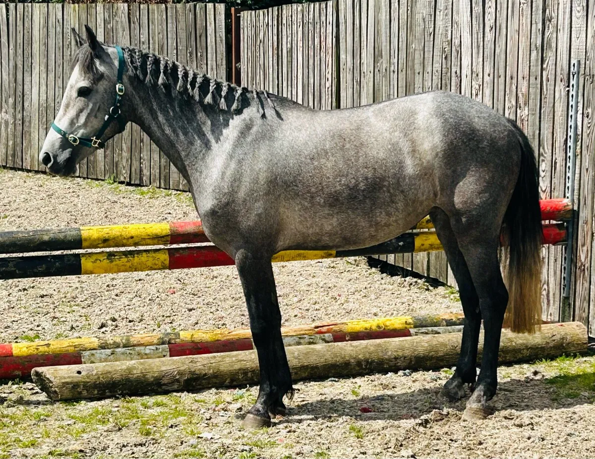 133cms filly - Image 2