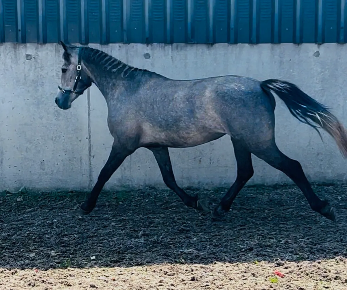 133cms filly - Image 3