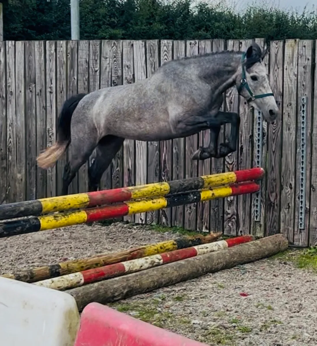 133cms filly - Image 4
