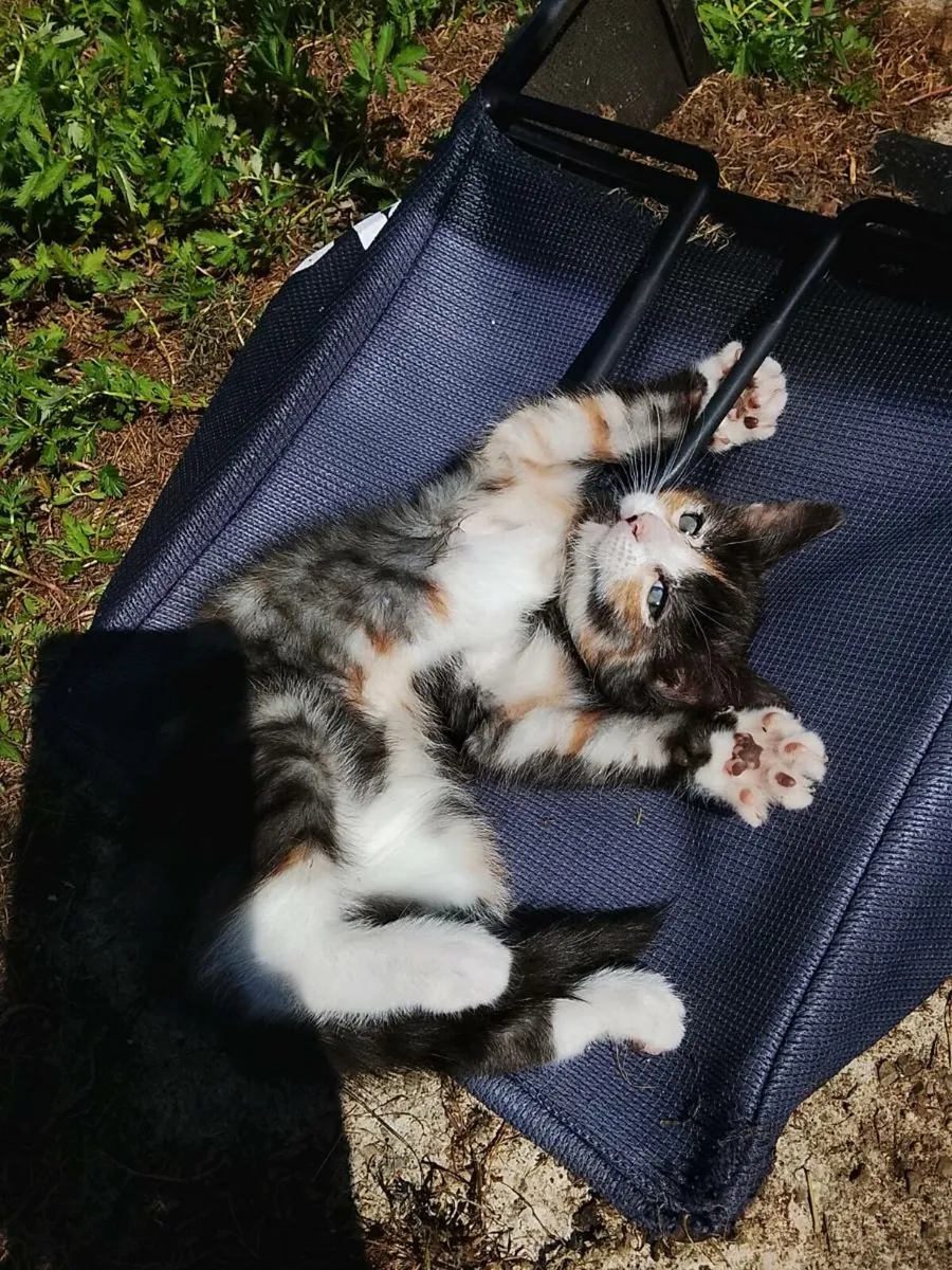 Tabby Kittens - Image 1