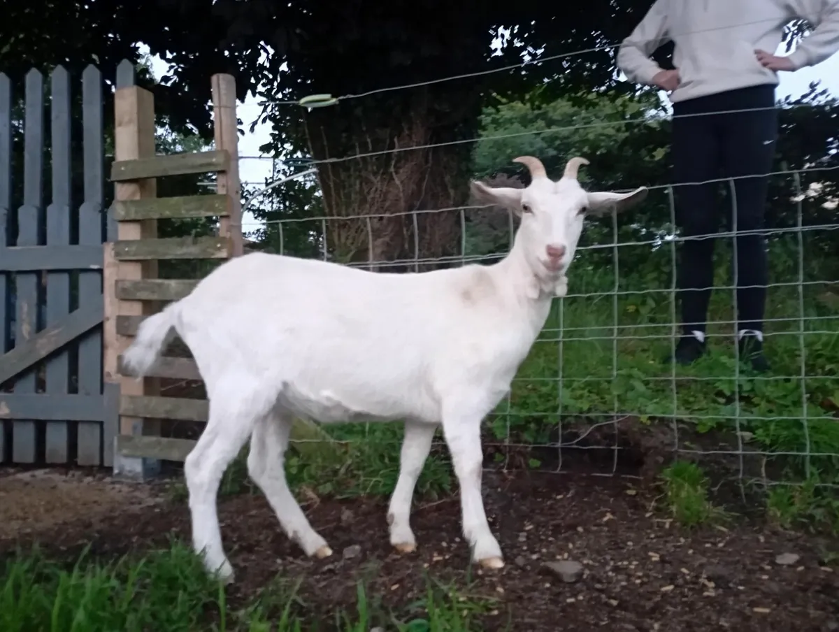 Goat - Image 1