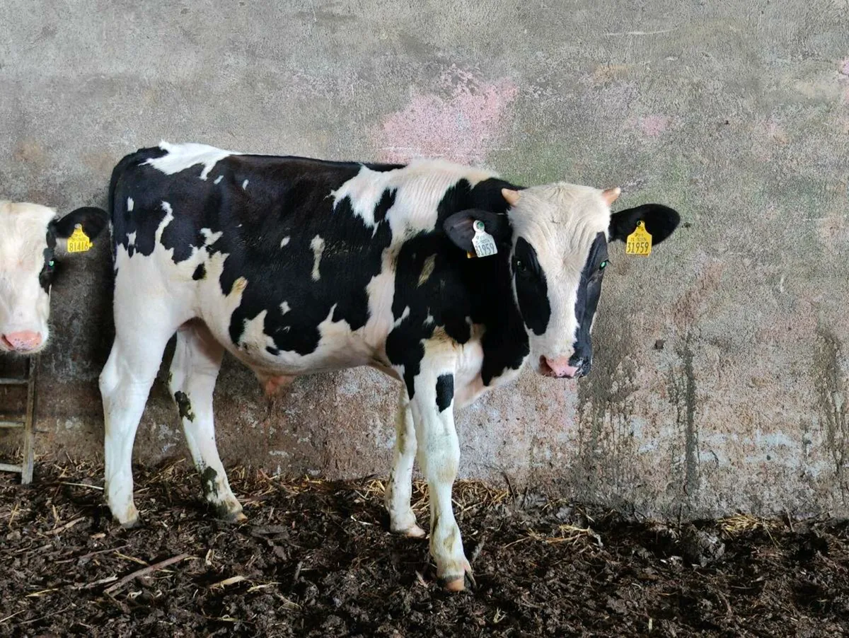 Friesian bulls - Image 1