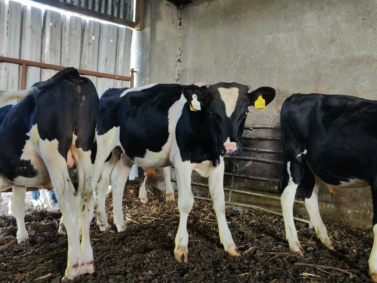 Friesian bulls - Image 3