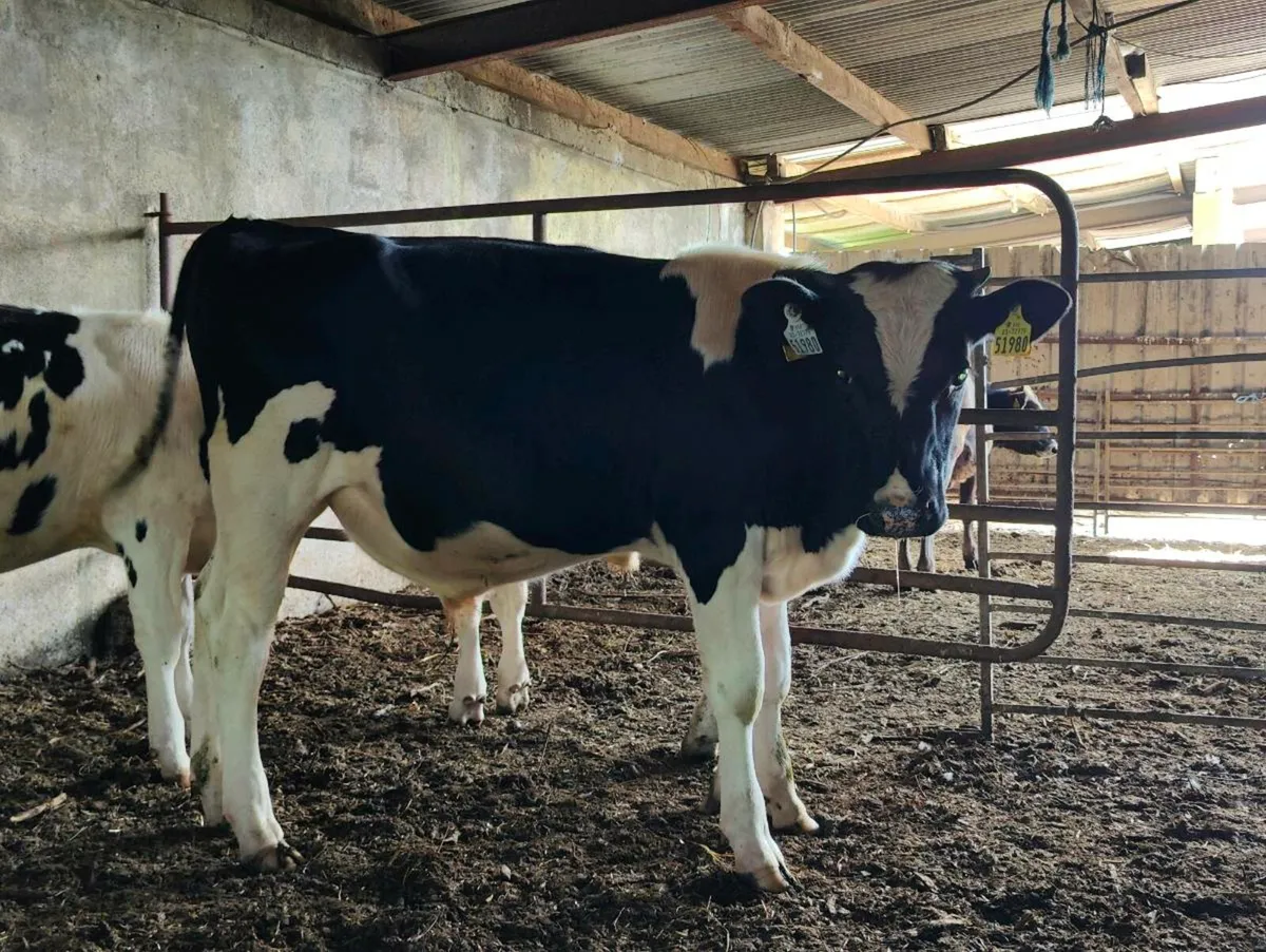 Friesian bulls - Image 4