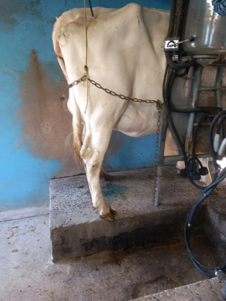 Diary heifer - Image 1