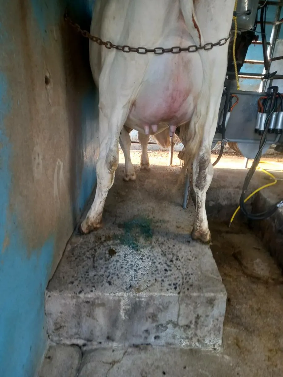 Diary heifer - Image 2