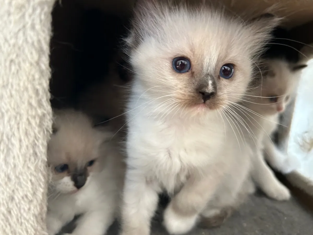 Ragdoll Cats - Image 2