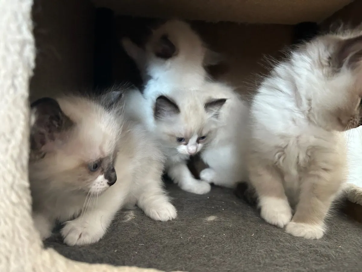 Ragdoll Cats - Image 3