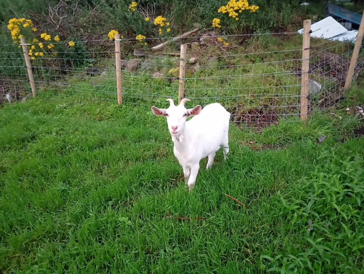 Goat - Image 2