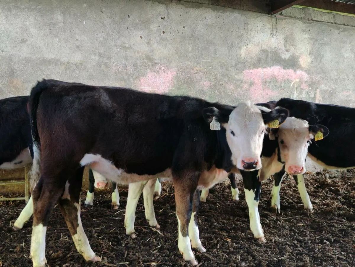 Whitehead heifers - Image 1