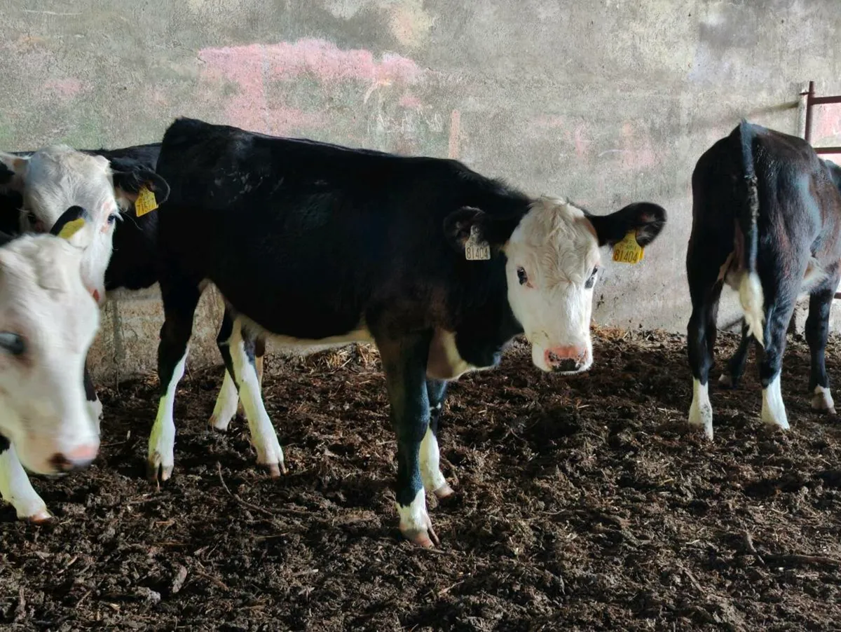 Whitehead heifers - Image 2