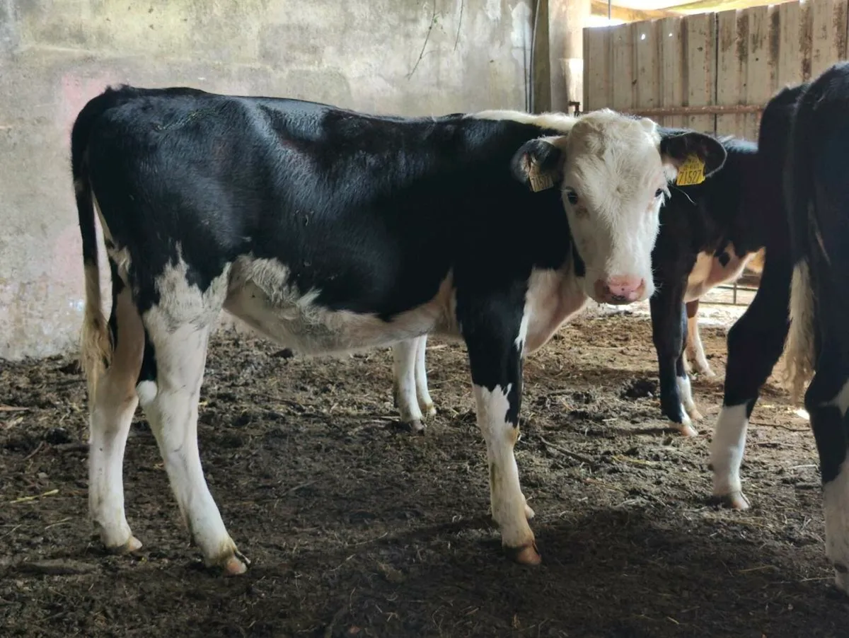 Whitehead heifers - Image 3