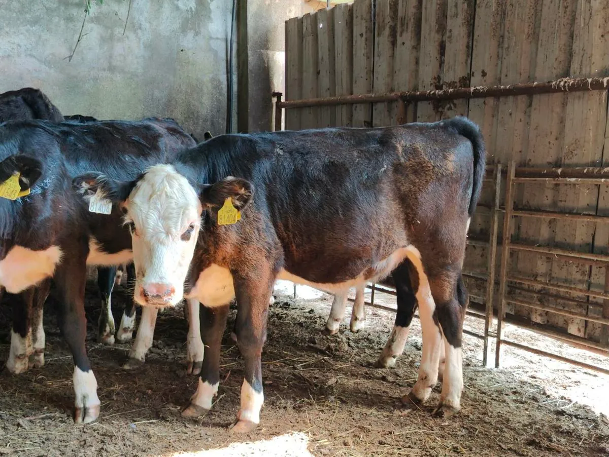 Whitehead heifers - Image 4