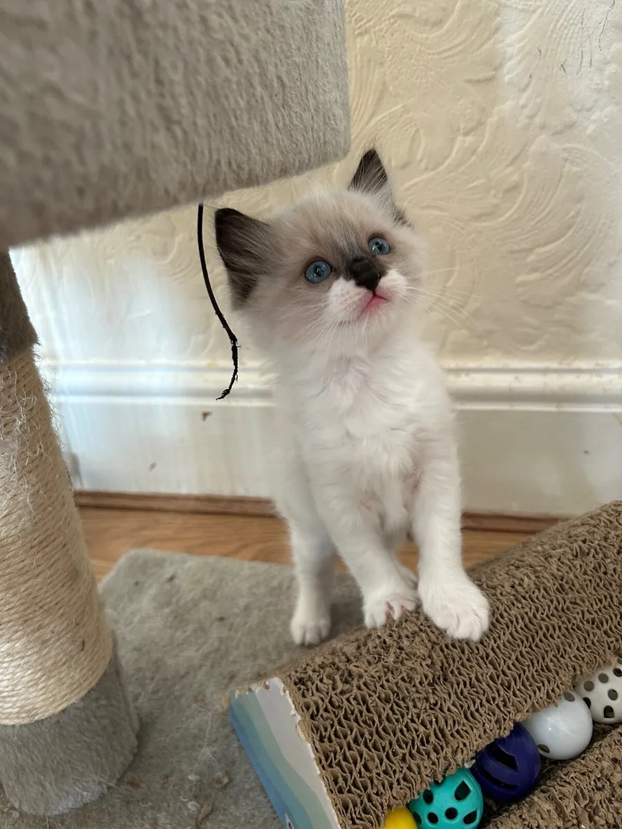 Ragdoll Cats - Image 4