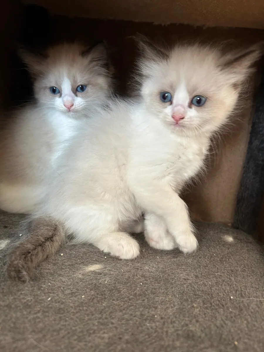 Ragdoll Cats - Image 1