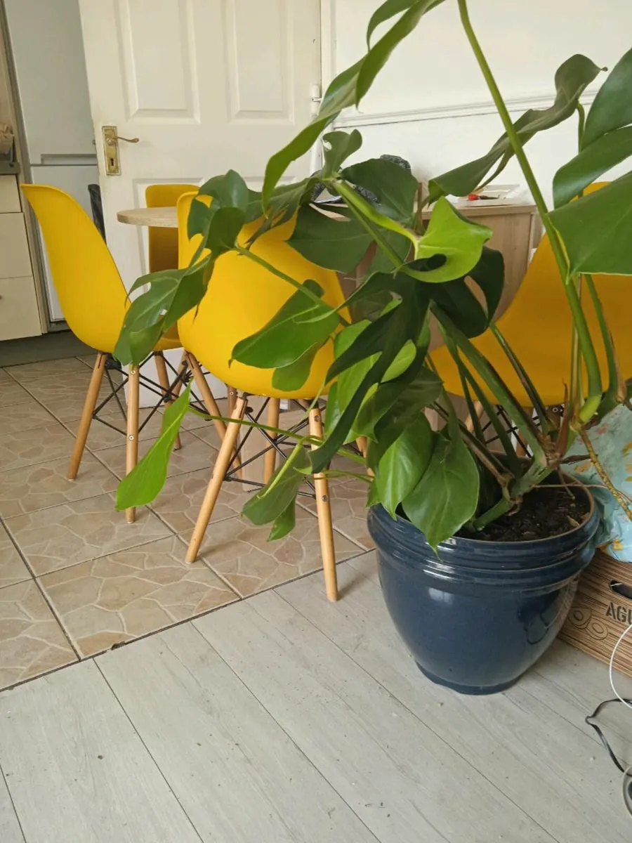 Plant - Image 1