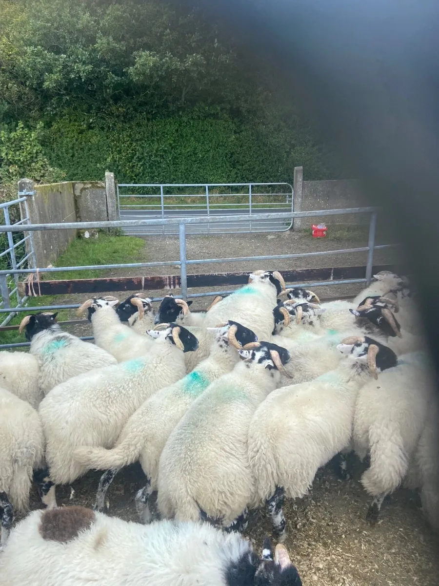 Sheep - Image 1