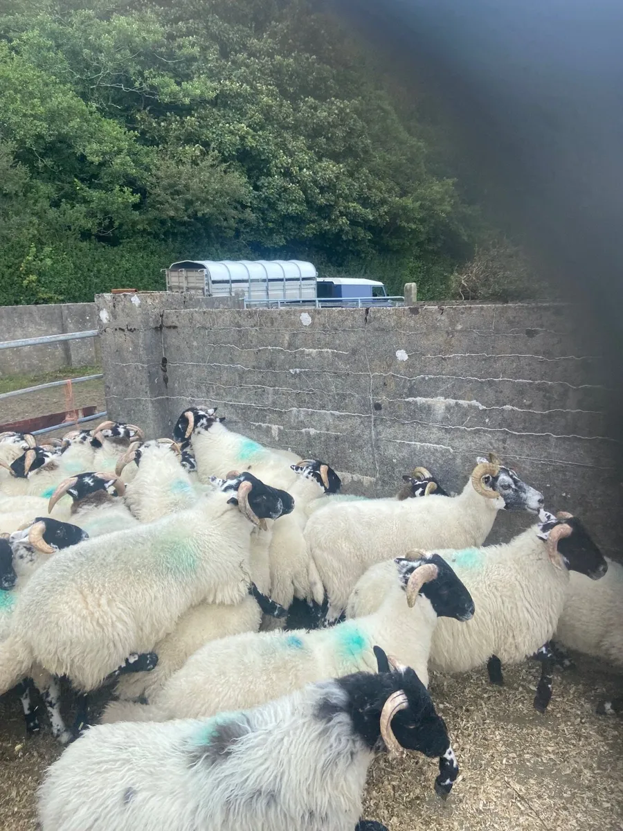 Sheep - Image 2