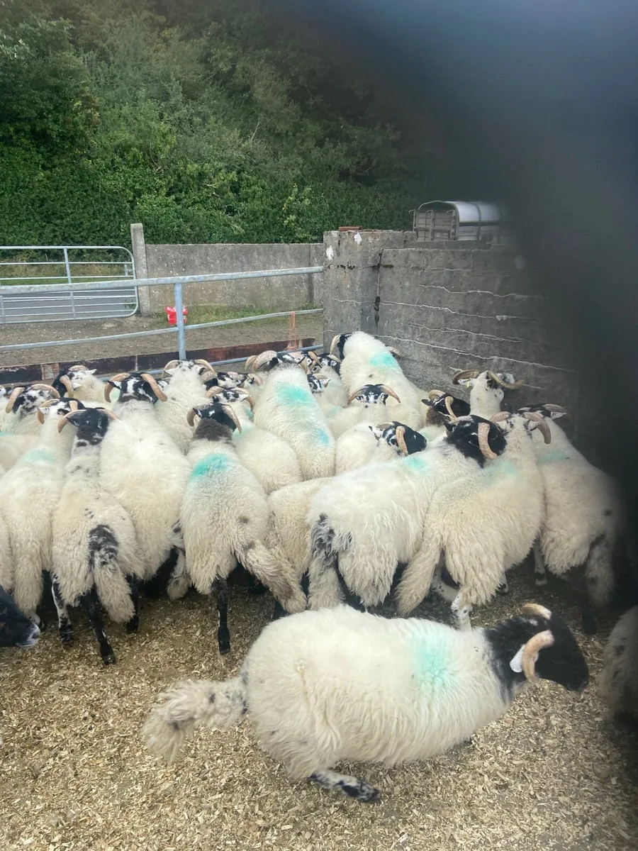Sheep - Image 3