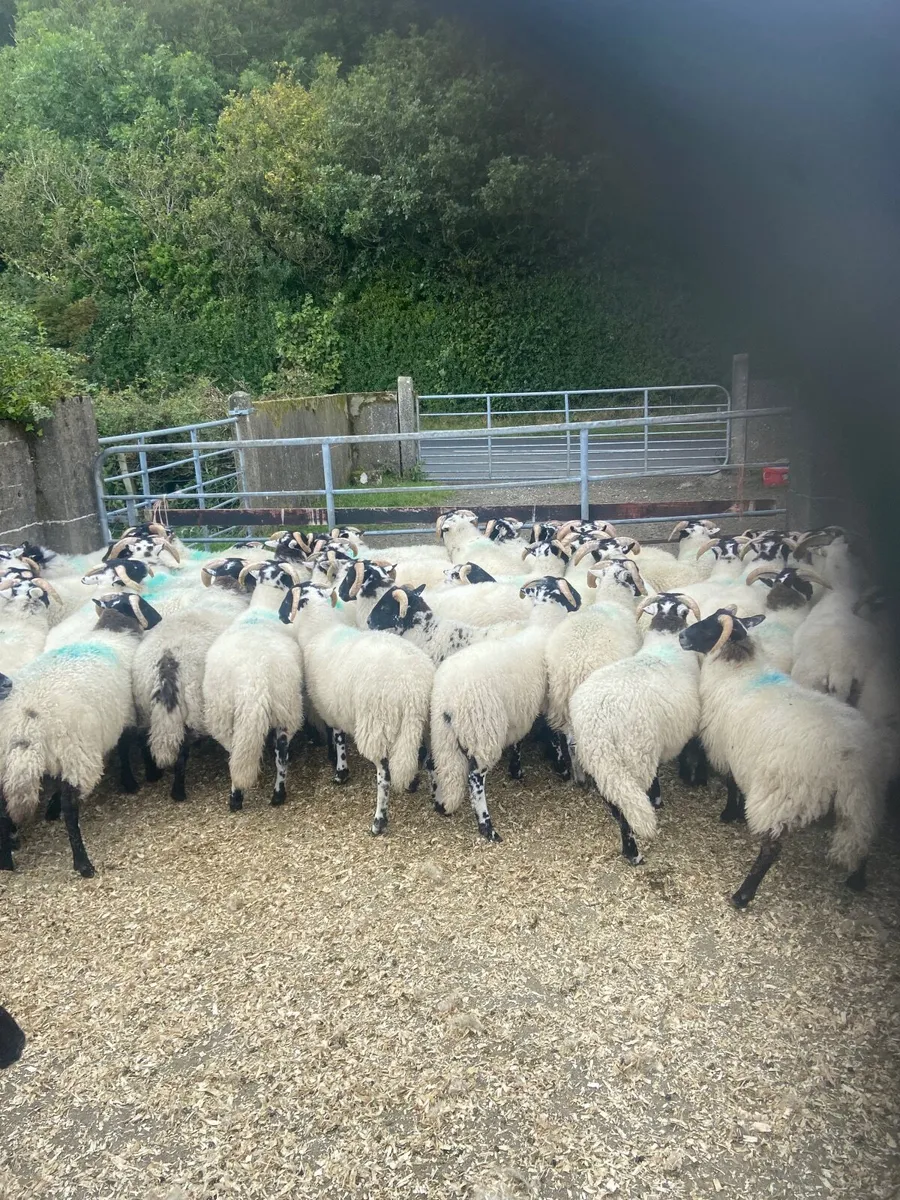 Sheep - Image 4