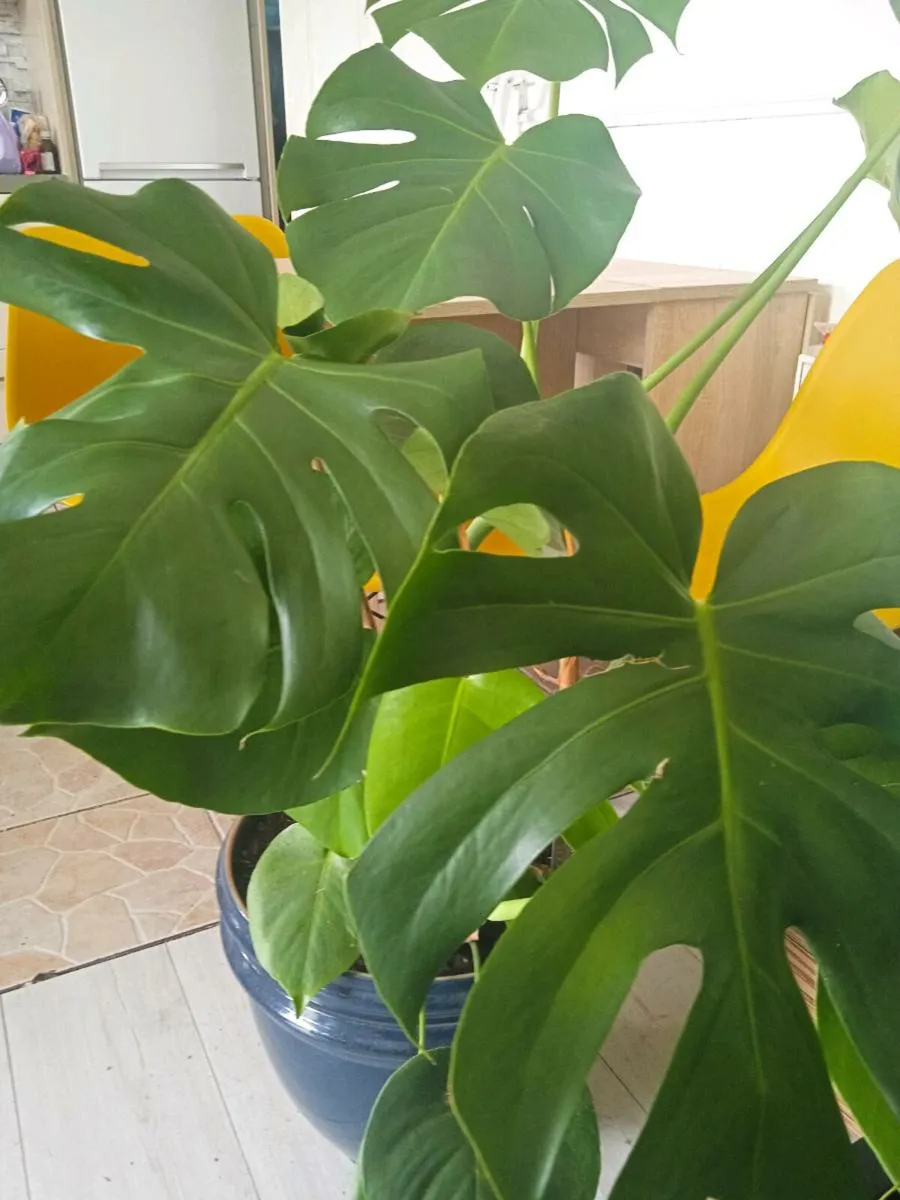 Plant - Image 2