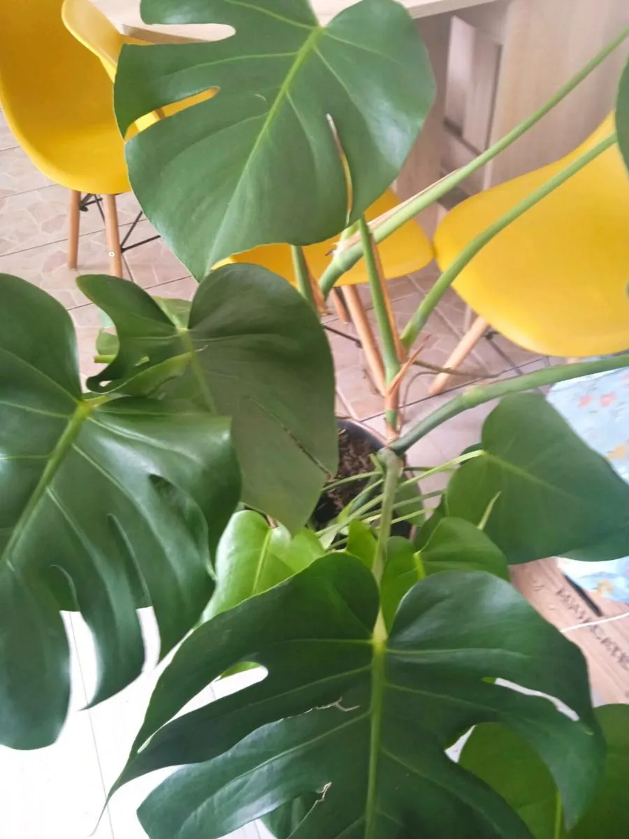 Plant - Image 3