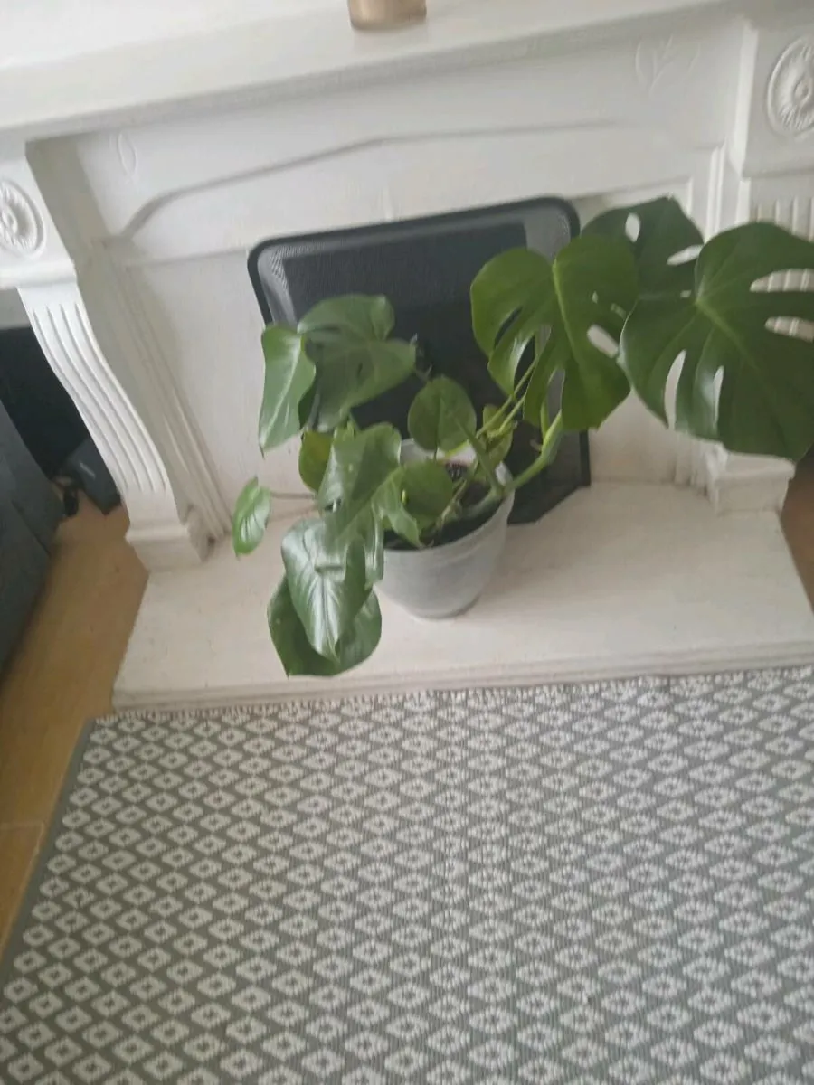 Plant - Image 4