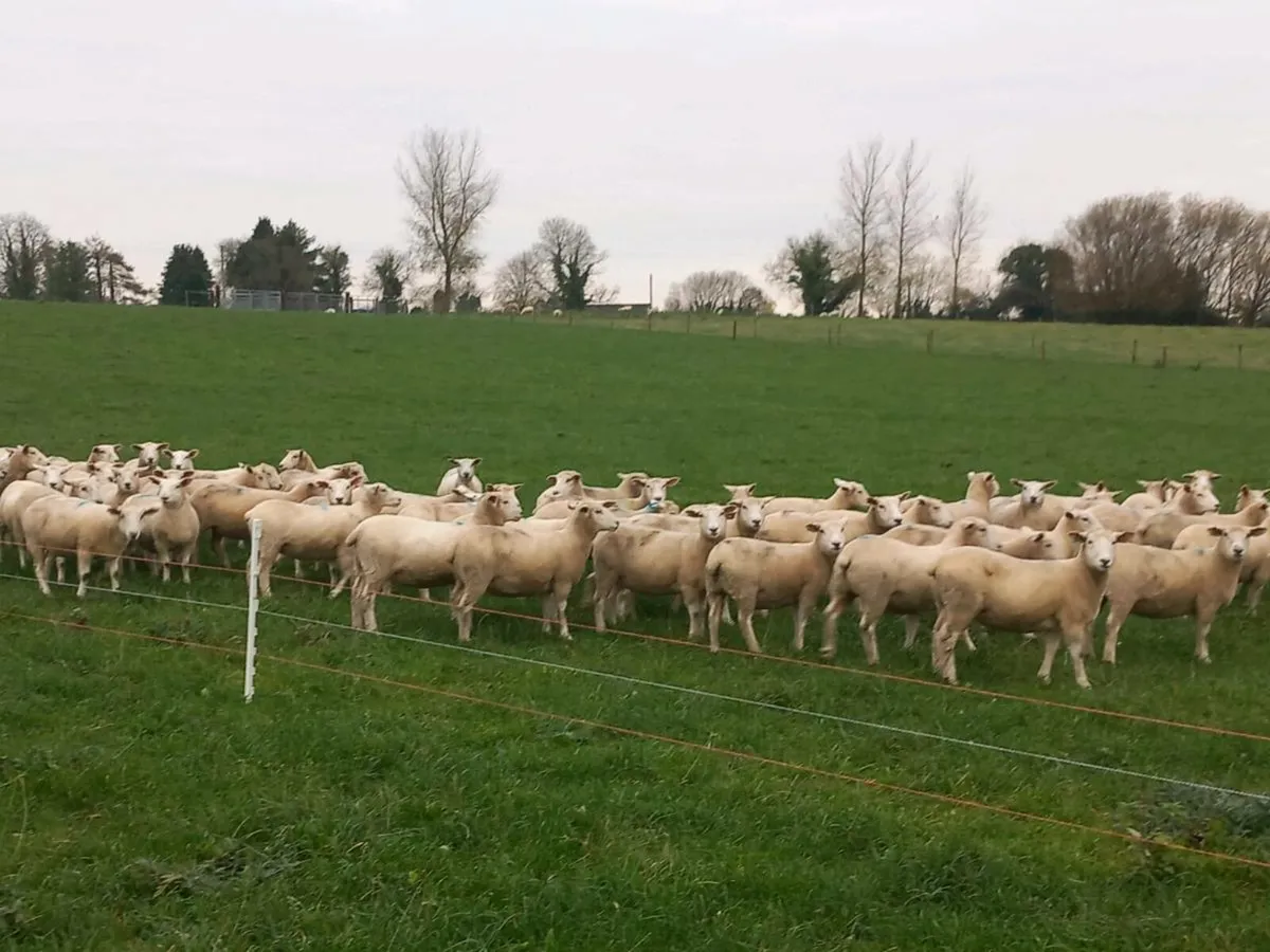 Tefrom Rams for Sale - Image 4