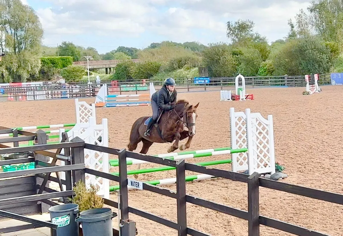 16'2H Mare for sale . Excels at all disciplines - Image 2