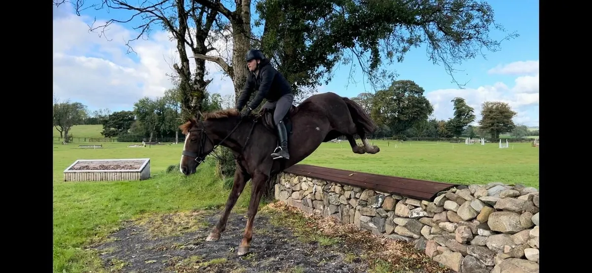 16'2H Mare for sale . Excels at all disciplines - Image 3