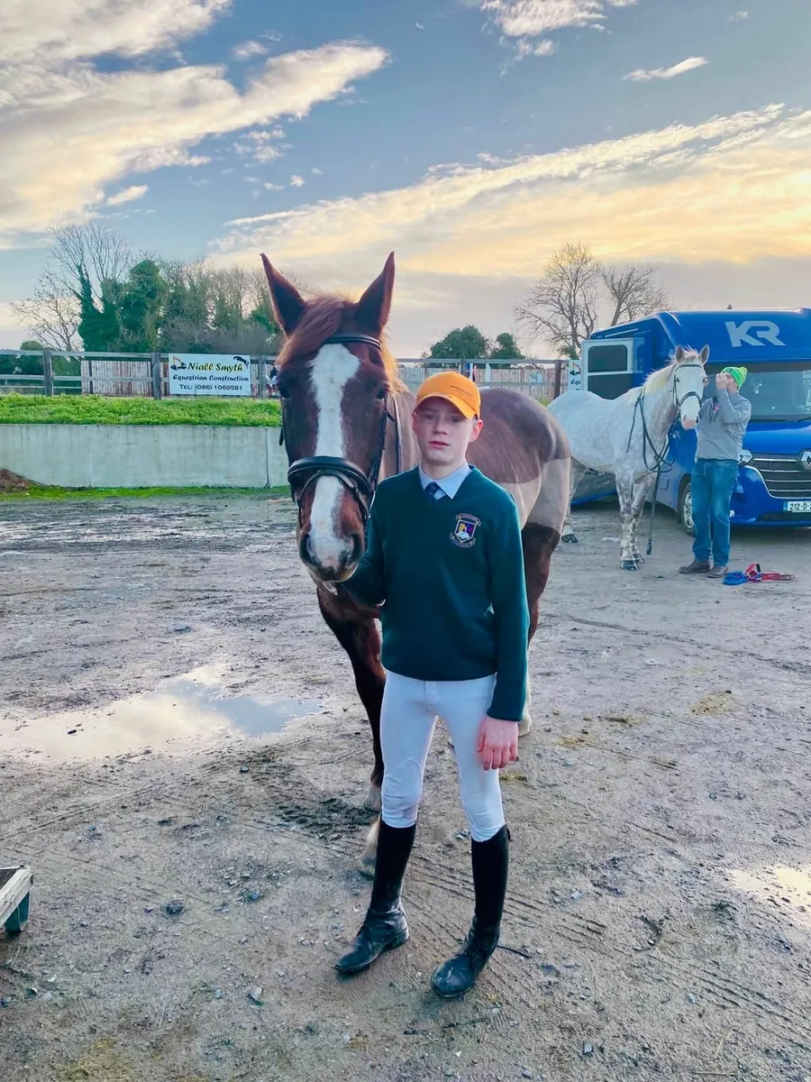 16'2H Mare for sale . Excels at all disciplines - Image 1