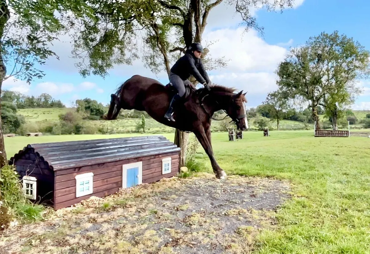 16'2H Mare for sale . Excels at all disciplines - Image 4