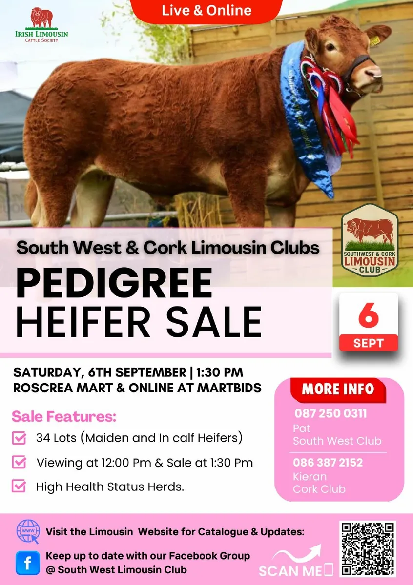 Pedigree LM breeding heifer sale Sat 6 Sept Roscre - Image 4
