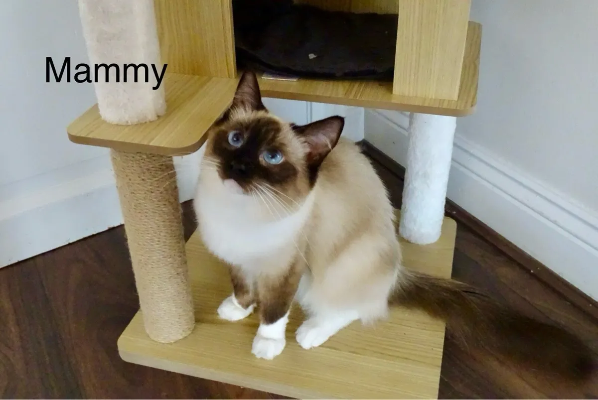 Ragdoll kittens only two available now - Image 3