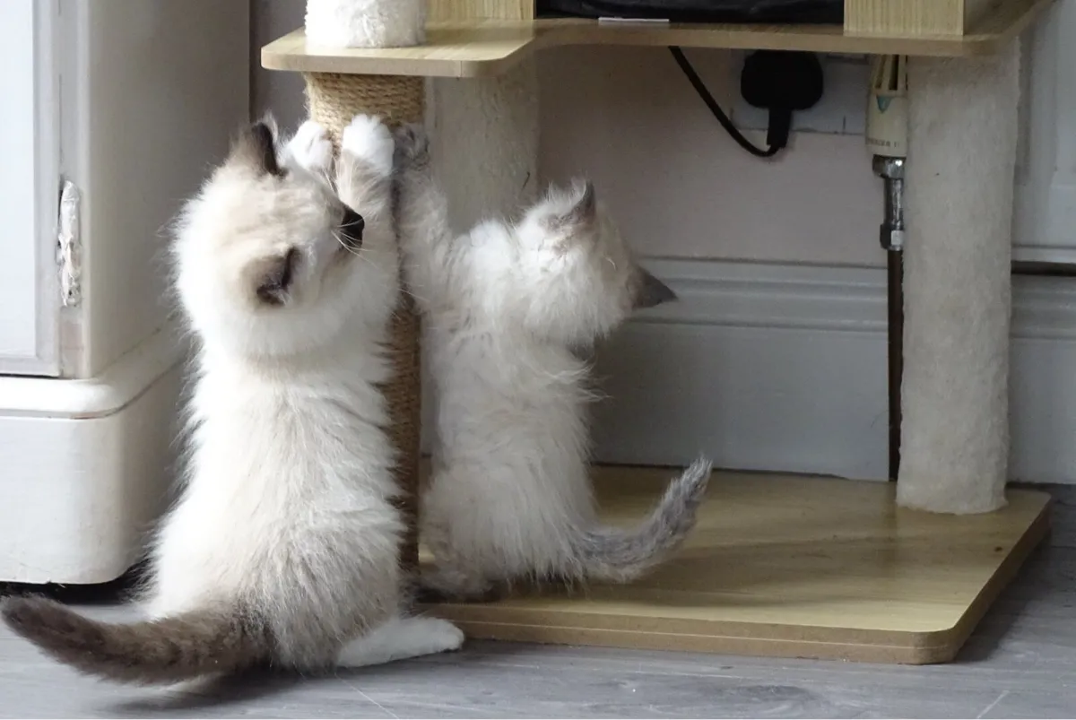 Ragdoll kittens only two available now - Image 4