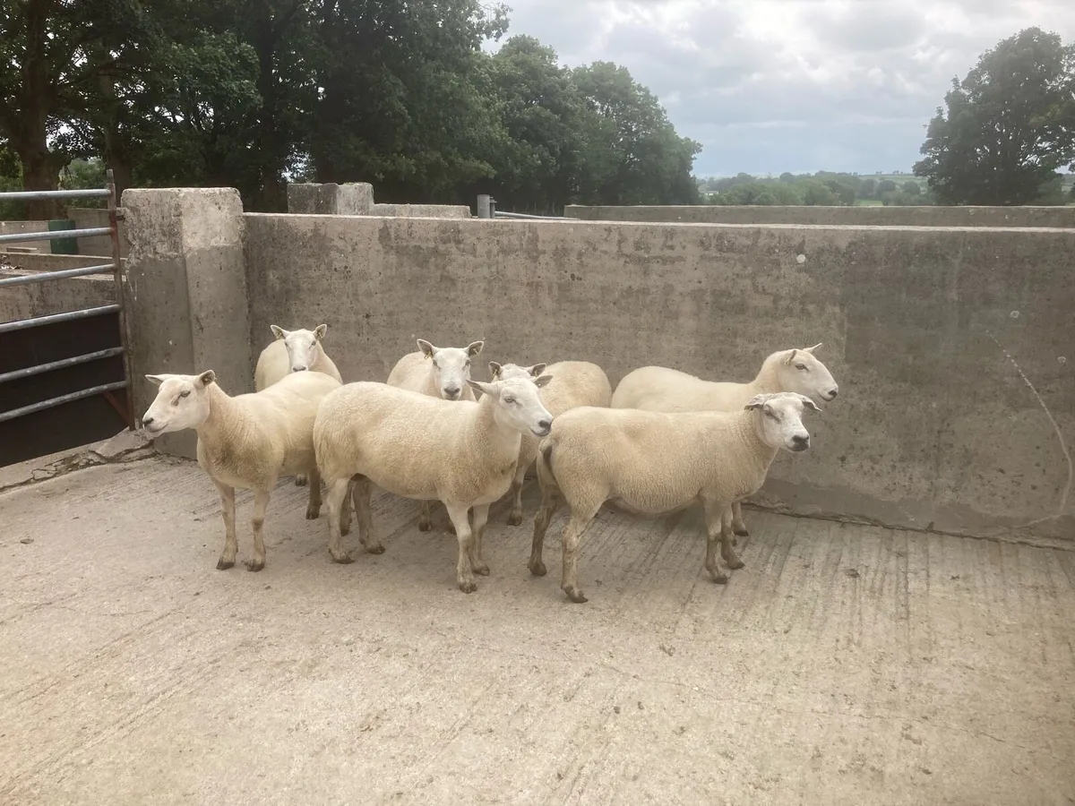 Breeding ewes - Image 1