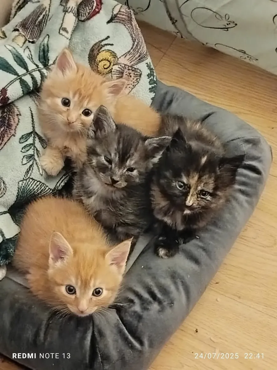 Kittens