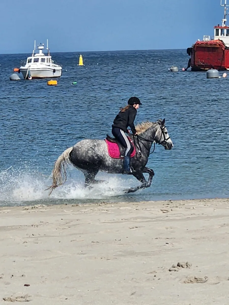 15h Connemara Mare - Image 1