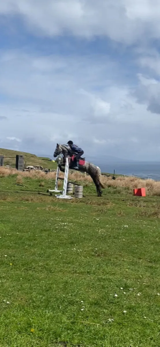 15h Connemara Mare - Image 3