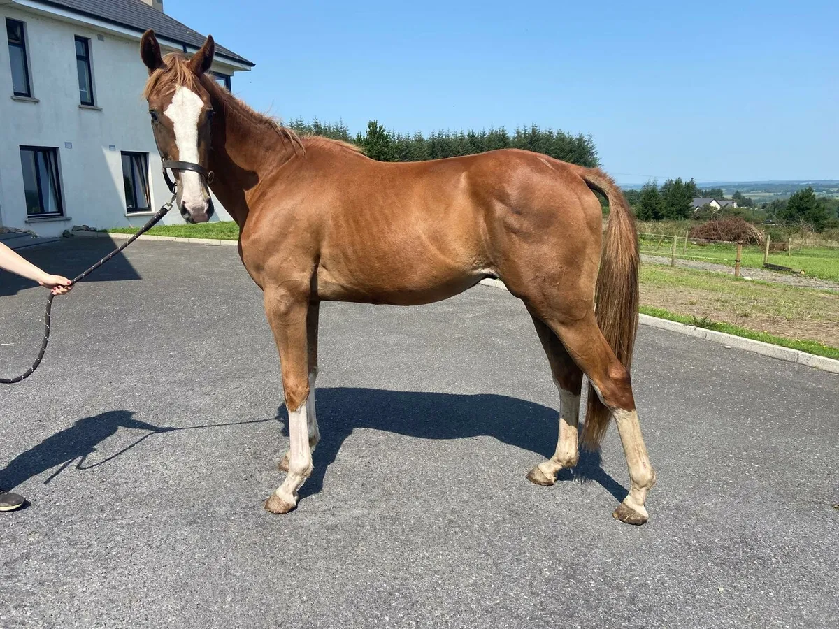 Horse
