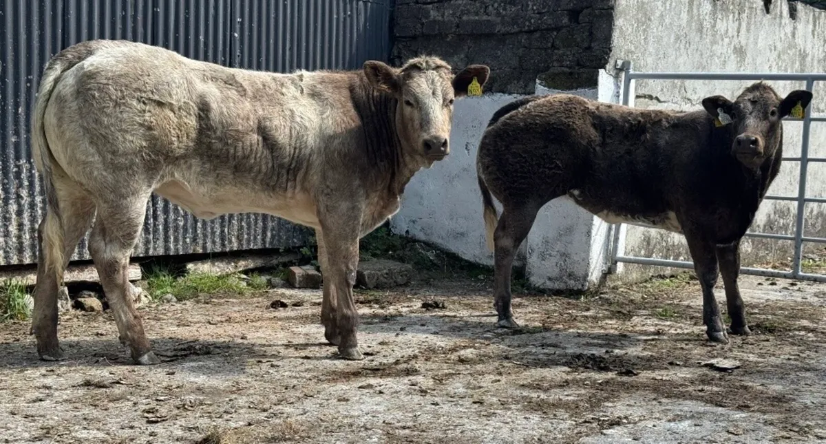 ⭐️2 SUPER Hybrid Belgian Blue Heifers⭐️ - Image 1