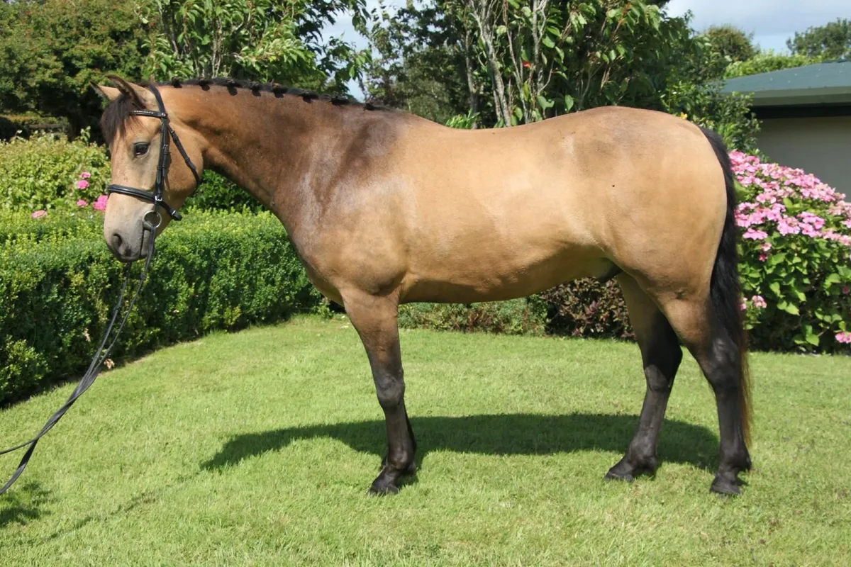 Golden Dun 15.1hh 4yr old Connemara Gelding - Image 3