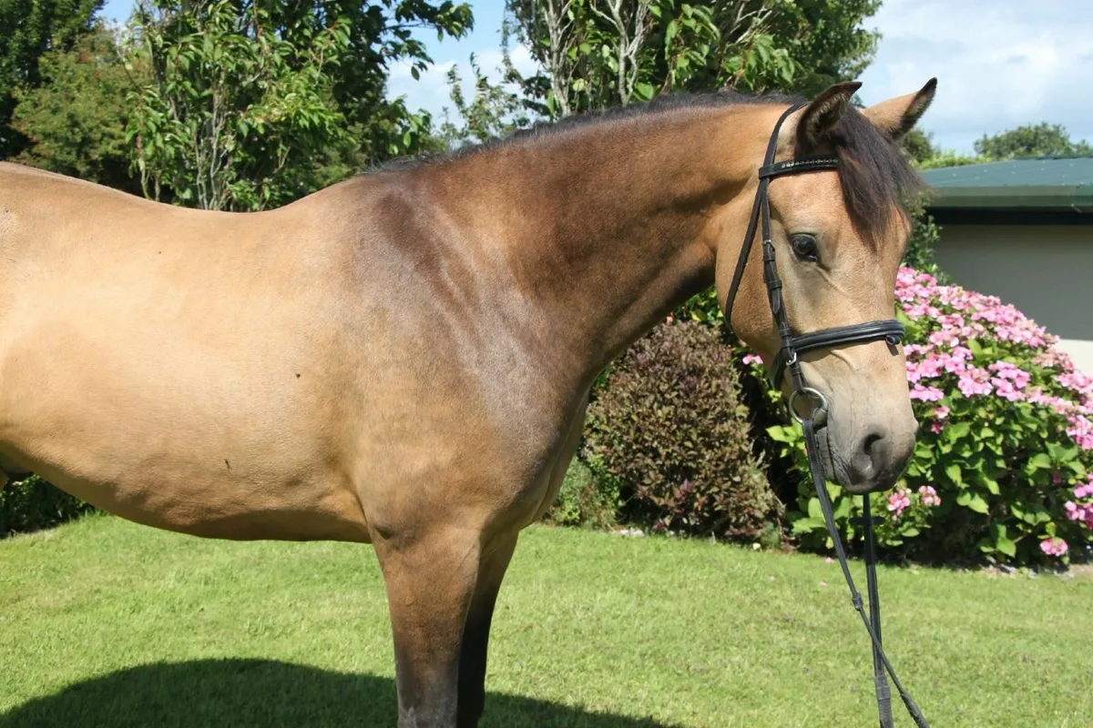 Golden Dun 15.1hh 4yr old Connemara Gelding - Image 4