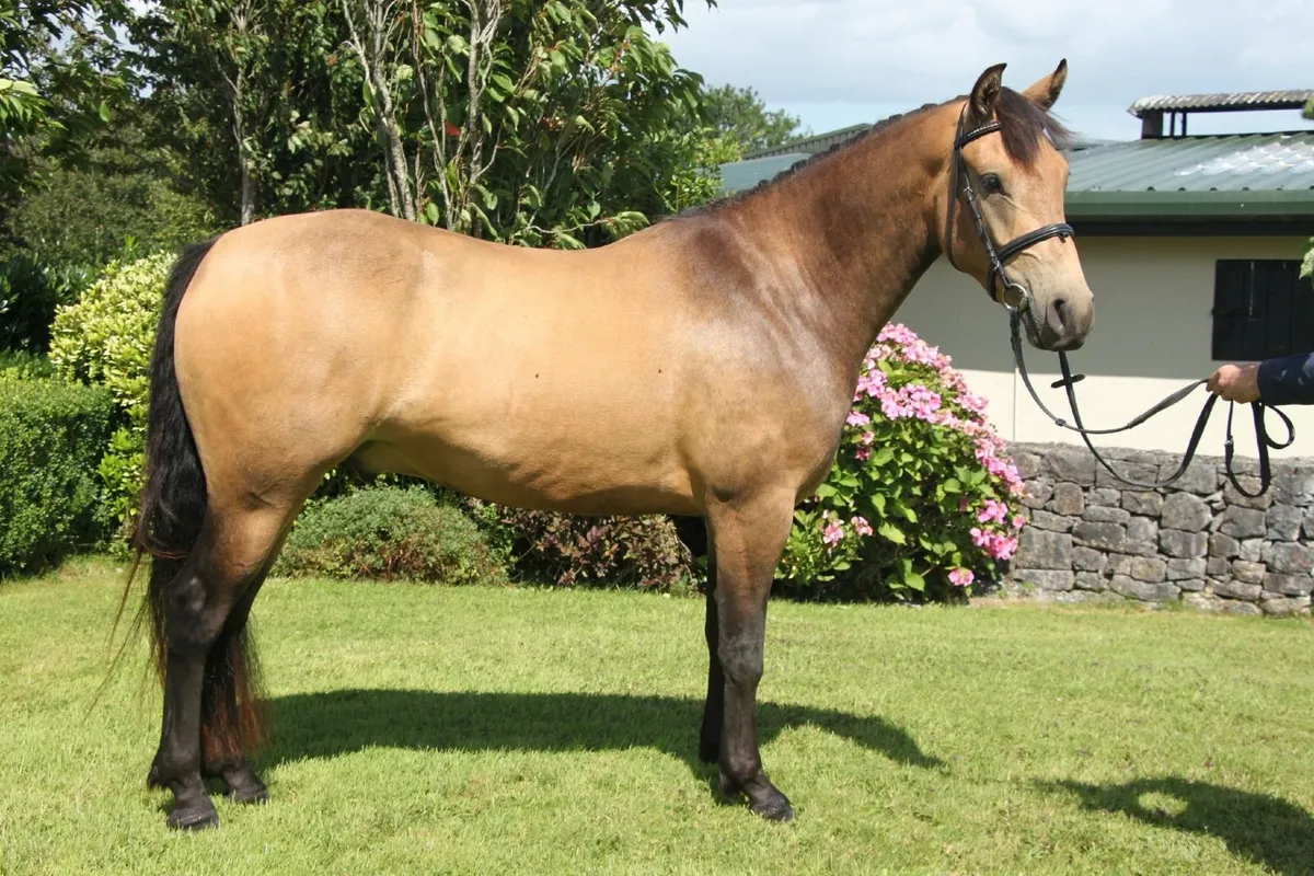 Golden Dun 15.1hh 4yr old Connemara Gelding - Image 1